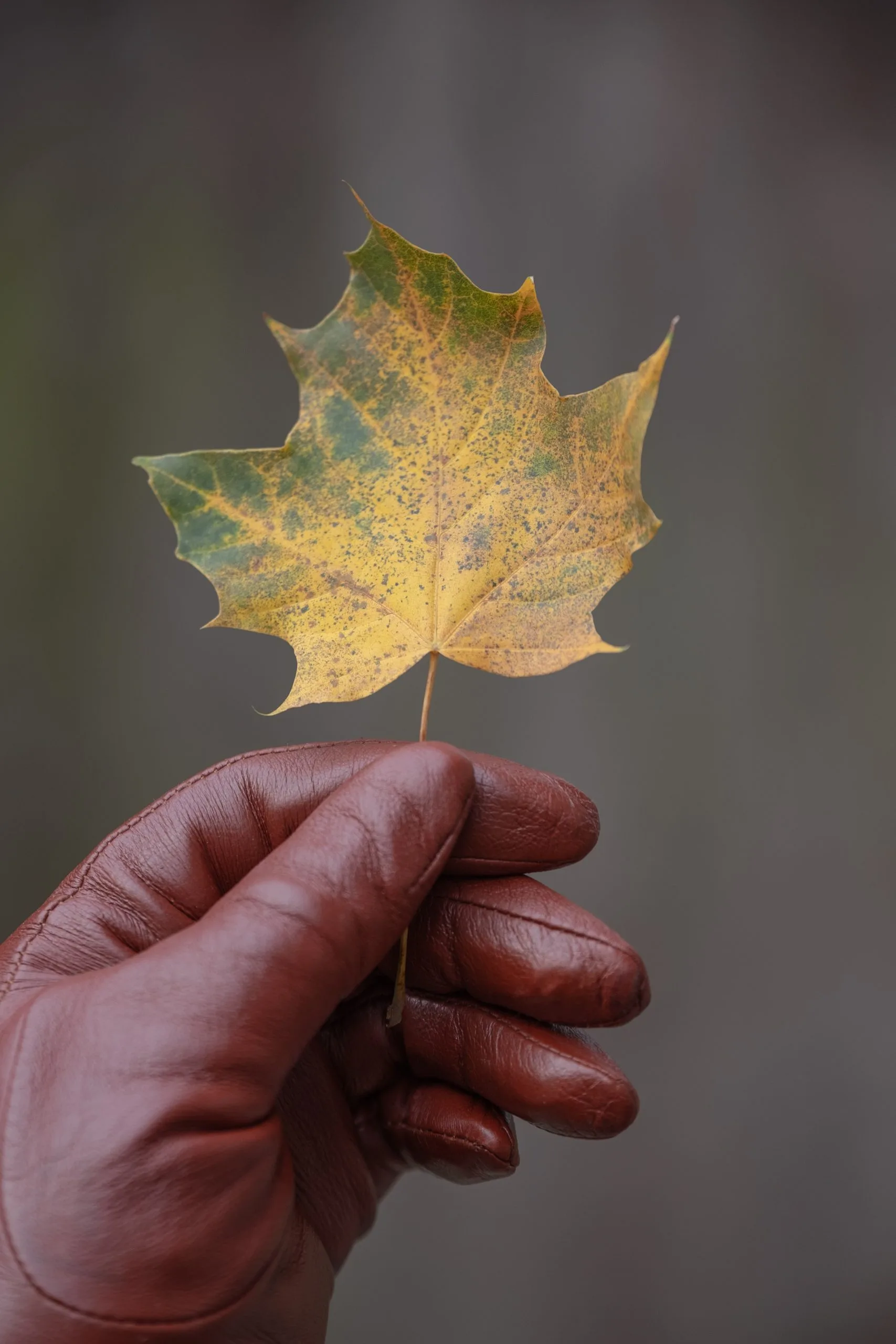Red leather gloved handholding yellow leaf