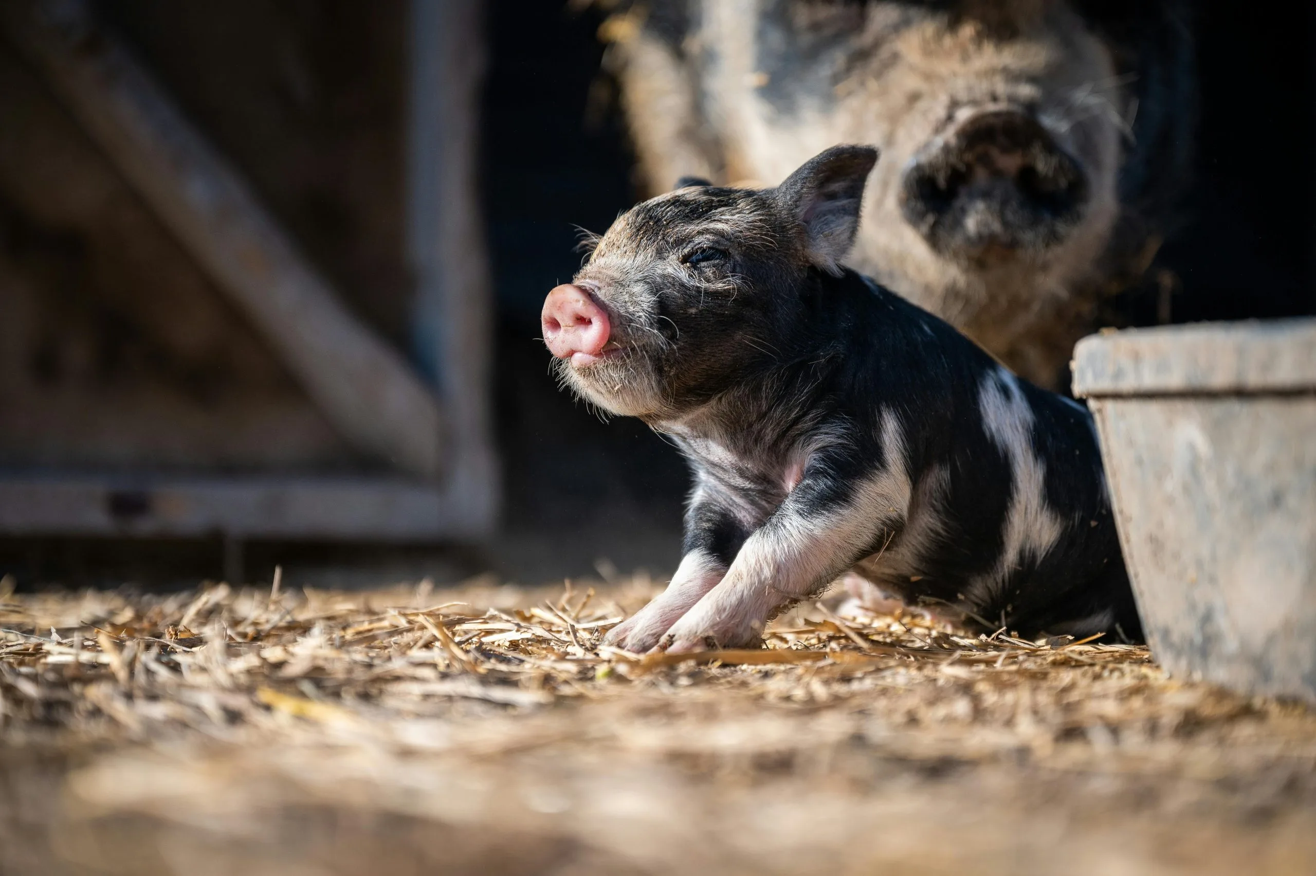 An image of a baby pig in a barn