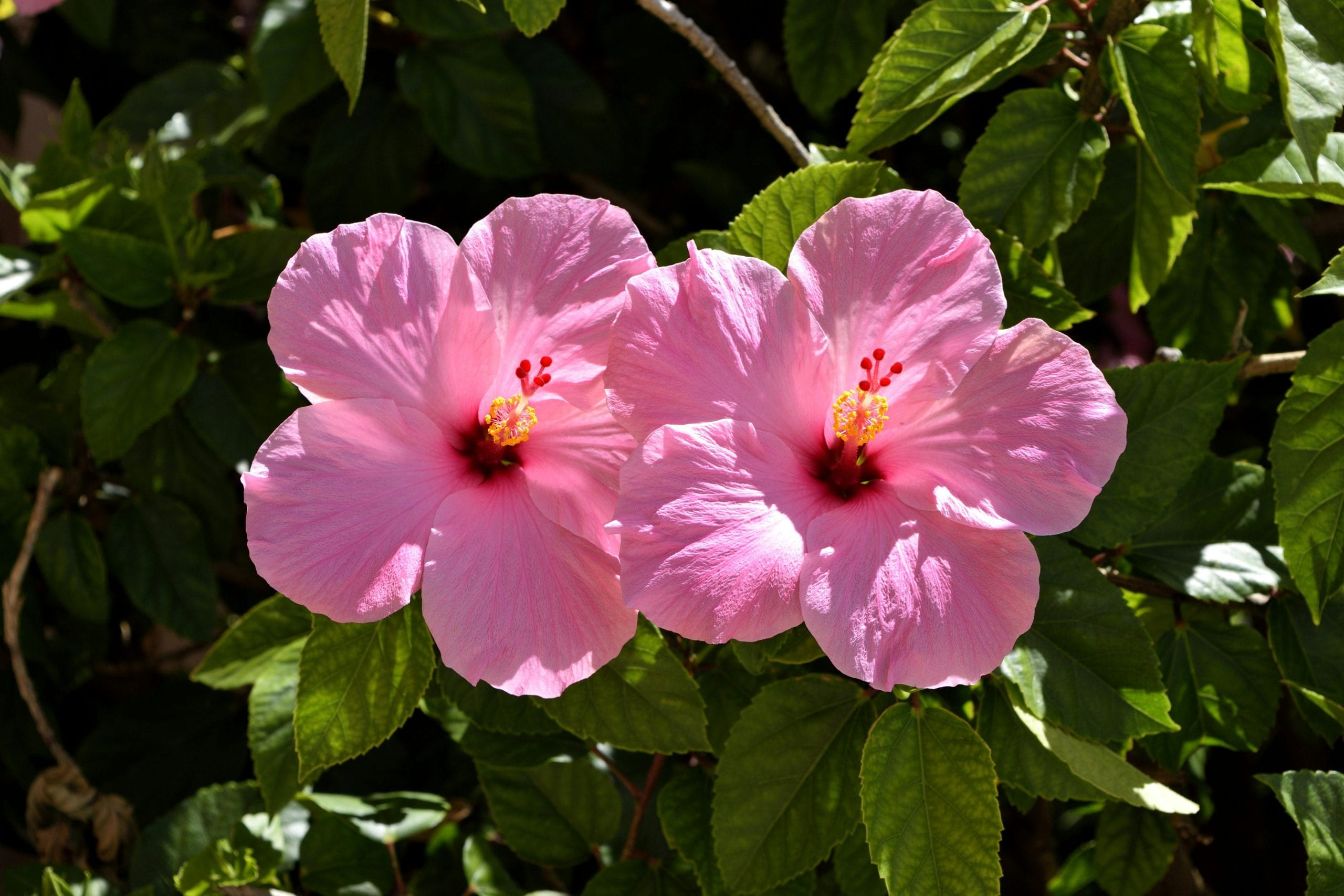 A photo of two pink hibiscus flowers in a busy.