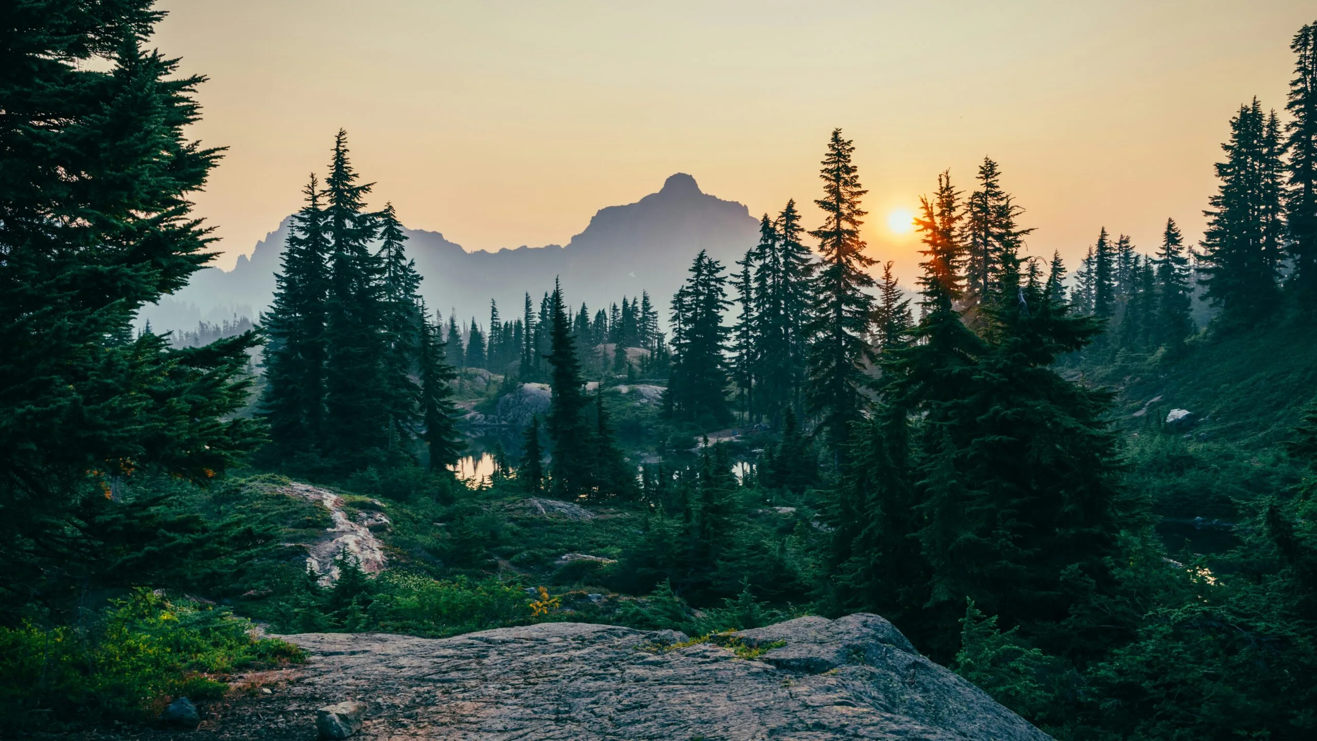 A scenic view of pine trees with a mountain and sunset in the distance