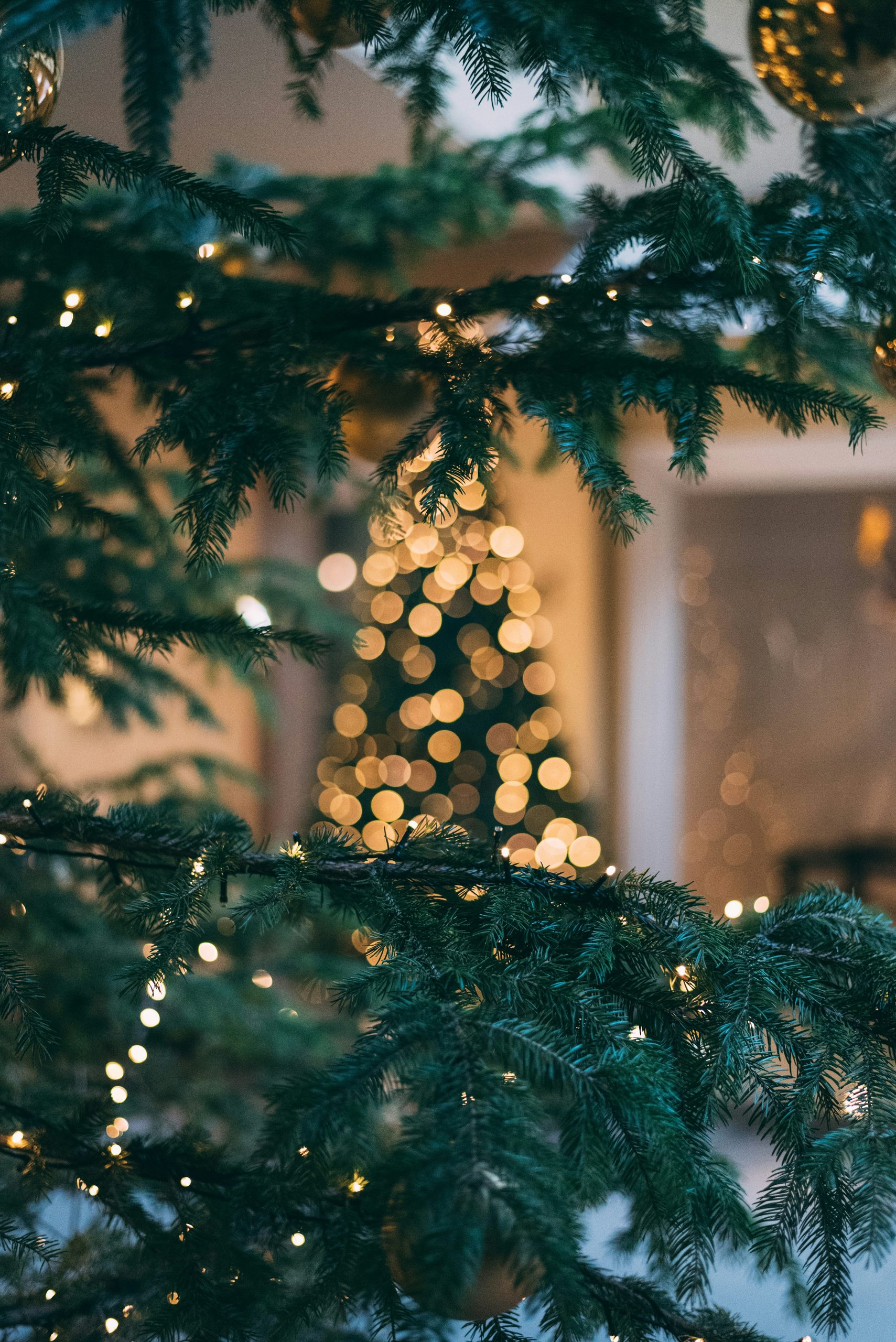 Christmas tree photo by Mourad Saadi from Unsplash